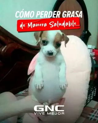 Catálogo GNC (válido hasta 22-01)