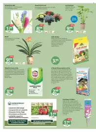 V Markt Prospekt woche 5 Seite 16