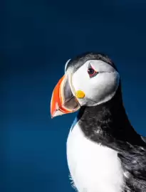 Catalogue Ponant page 5