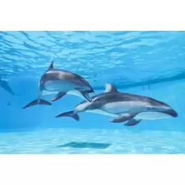 Catálogo Nikon semana 4 Página 1