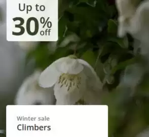 Crocus leaflet Page 3