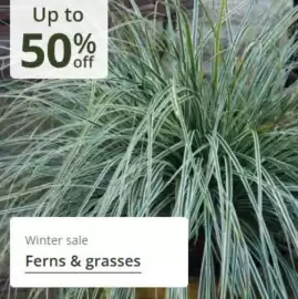 Crocus leaflet Page 7