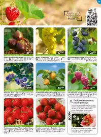 Catalogue Willemse France page 39