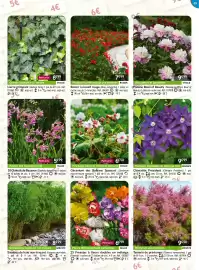 Catalogue Willemse France page 65