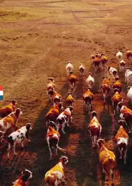 Catalogue Sysco page 10