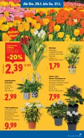 Lidl Flugblatt woche 5 Seite 27