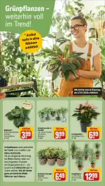 REWE Prospekt woche 5 Seite 9