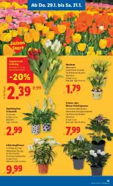 Lidl Flugblatt woche 5 Seite 27