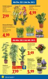 Lidl Flugblatt woche 4 Seite 30