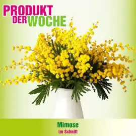 Blumen B&B Flugblatt woche 5 Seite 1