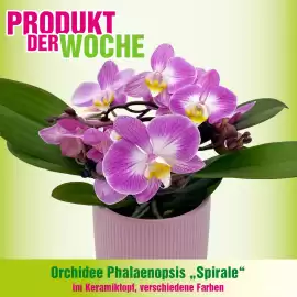 Blumen B&B Flugblatt woche 5 Seite 2