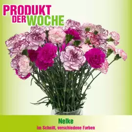 Blumen B&B Flugblatt woche 5 Seite 4