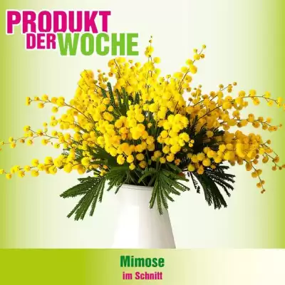 Blumen B&B Flugblatt (gültig bis 2-02)