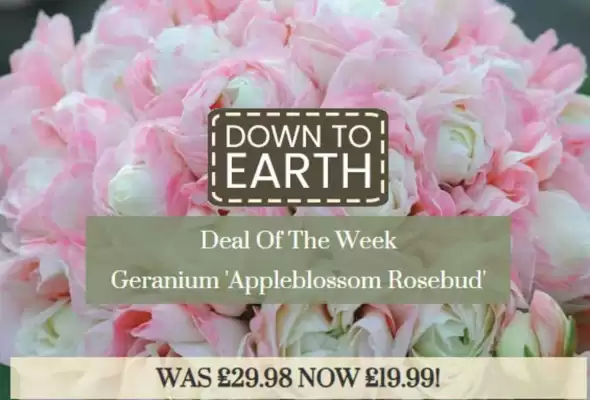 Dobbies catalogue (valid until 31-01)