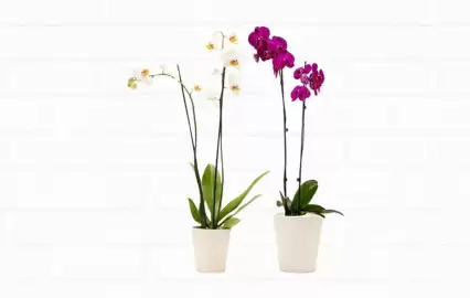 Northgate Market weekly ad Page 46