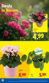 Lidl weekly ad week 6 Page 28