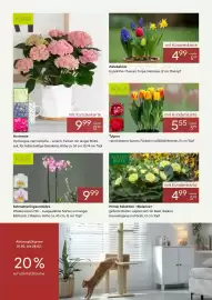 Pflanzen Kölle Prospekt Seite 2