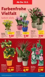 Lidl Prospekt woche 7 Seite 11