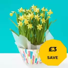 Flying Flowers leaflet Page 3