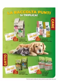 Volantino Joe Zampetti Pagina 5