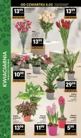 Delikatesy Centrum gazetka tydzień 6 Strona 38