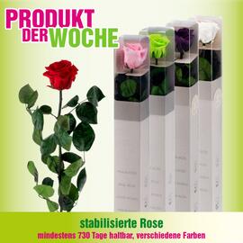 Blumen B&B Flugblatt woche 6 Seite 8