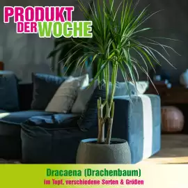 Blumen B&B Flugblatt woche 6 Seite 1