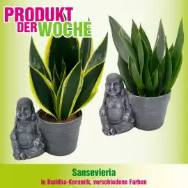 Blumen B&B Flugblatt woche 6 Seite 2