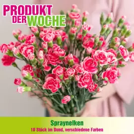 Blumen B&B Flugblatt woche 6 Seite 4