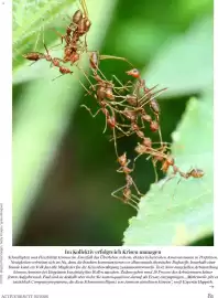 Dm Flugblatt Seite 81