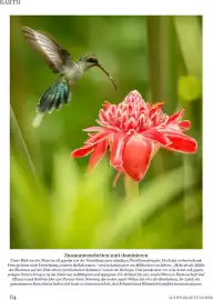 Dm Flugblatt Seite 84