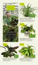 Pflanzen Kölle Prospekt woche 7 Seite 6