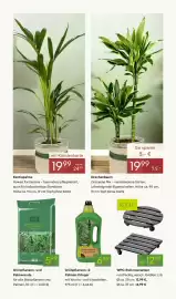 Pflanzen Kölle Prospekt woche 7 Seite 7