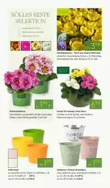 Pflanzen Kölle Prospekt woche 7 Seite 8