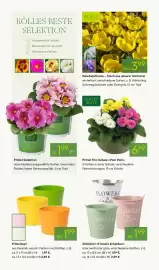 Pflanzen Kölle Prospekt woche 7 Seite 8