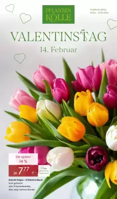 Pflanzen Kölle Prospekt (gültig bis 16-02)