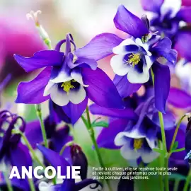 Catalogue Delbard page 1