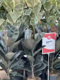 Catalogue Truffaut page 2