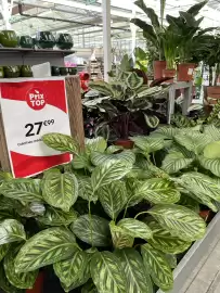 Catalogue Truffaut page 4