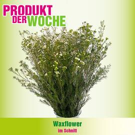 Blumen B&B Flugblatt woche 7 Seite 8