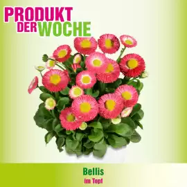 Blumen B&B Flugblatt woche 7 Seite 2