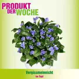 Blumen B&B Flugblatt woche 7 Seite 3