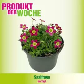 Blumen B&B Flugblatt woche 7 Seite 4