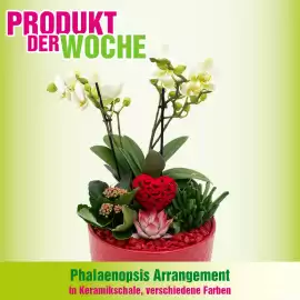 Blumen B&B Flugblatt woche 7 Seite 5