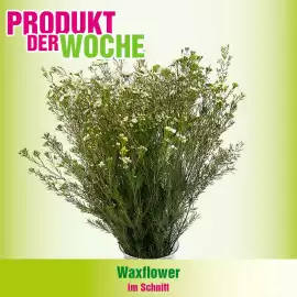 Blumen B&B Flugblatt woche 7 Seite 8