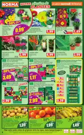 Catalogue Norma semaine 8 page 4