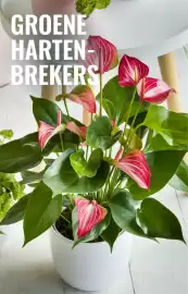 GroenRijk folder week 7 Pagina 13