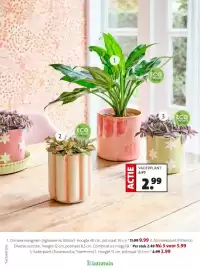 Intratuin folder week 8 Pagina 12