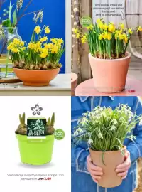 Intratuin folder week 8 Pagina 18