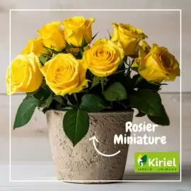 Catalogue Kiriel semaine 7 page 2